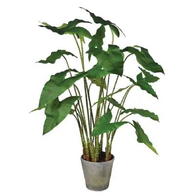 Large Zebra Plant in Rustic Grey Pot
