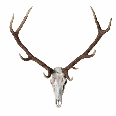 Deer Head Wall Mount