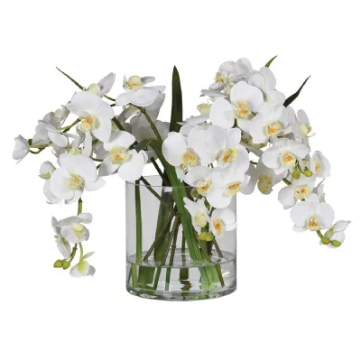 White Phalaenopsis Orchid in Glass Vase