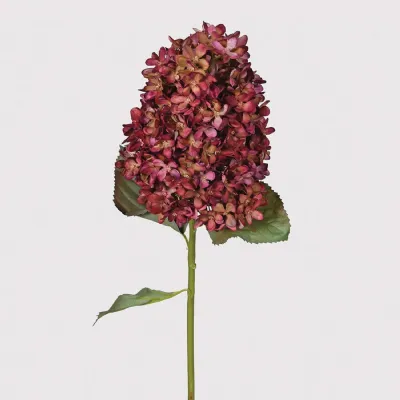 Large Damson Dry Look Paniculata Hydrangea with Leaves