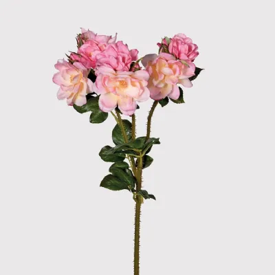 Pink Cottage Rose with Leaves
