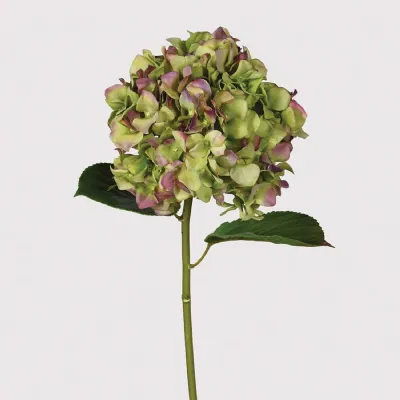 Real Feel Pistachio and Aubergine Hydrangea with Leaves