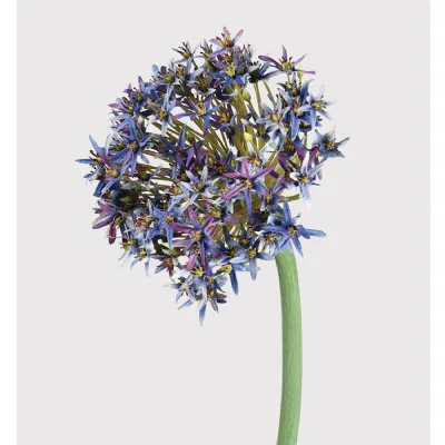 Light Blue Allium Stem