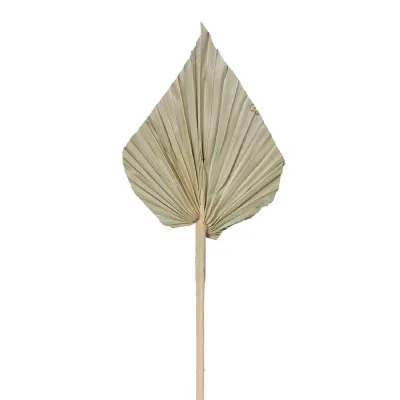 Set of 6 Natural Palm Spears