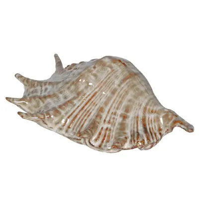 Spider Conch Shell