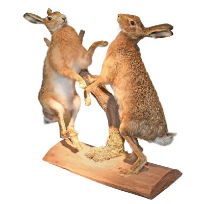Pair Boxing Hares