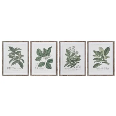 Set of 4 Perennial Herbs Wall Art