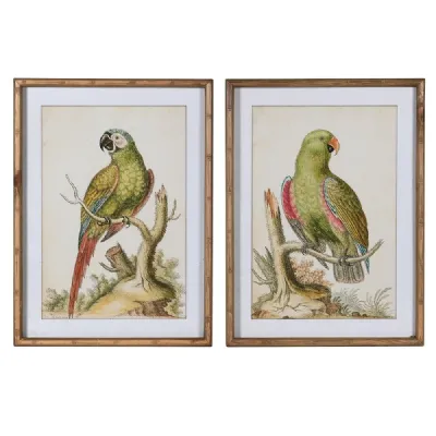 S 2 Parrot Pictures