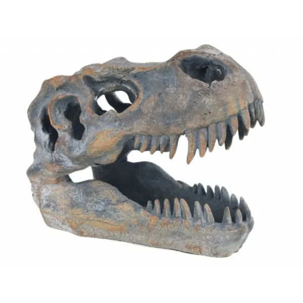 T rex Skull 19.5cm