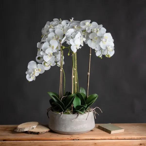 Large White Orchid In Stone Pot