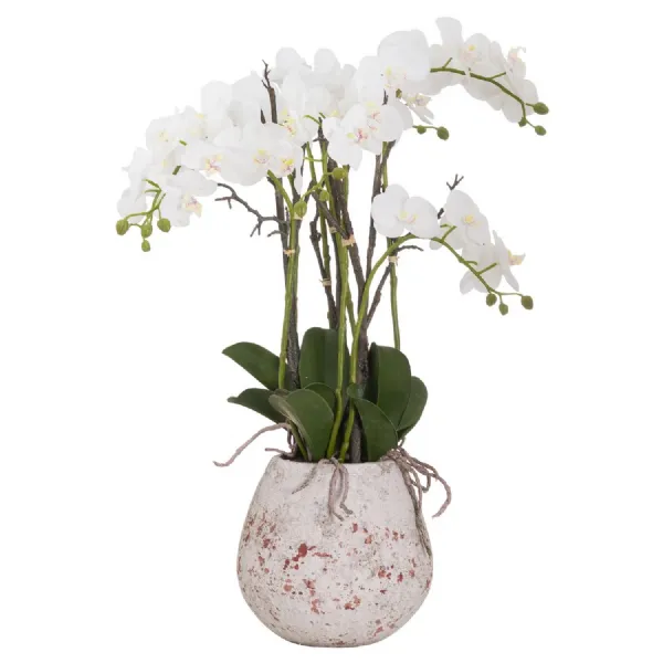 Speckled Stone Potted Orchid