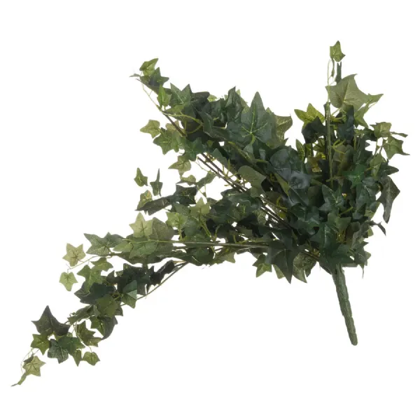 Ivy Pick