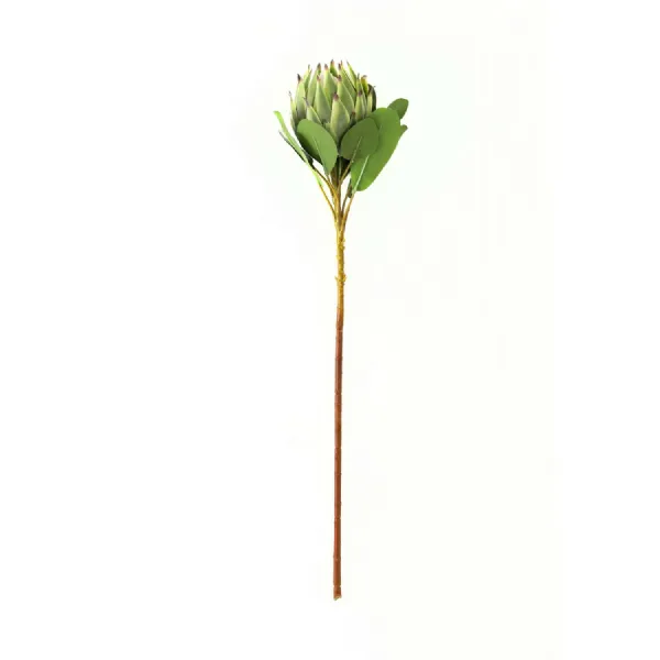 Large Green Protea