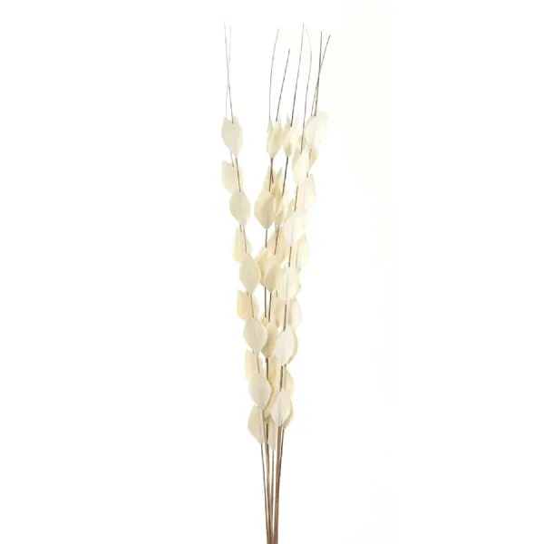 Bouquet Of Dried Thlaspi Arvense