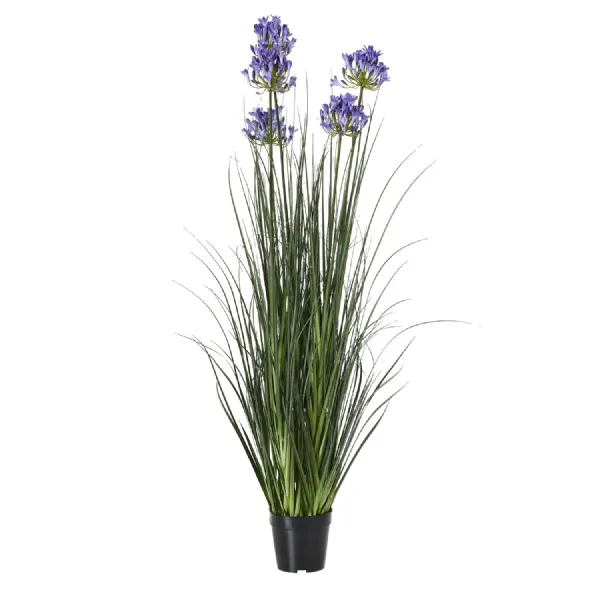 Large Blue Agapanthus Plant In Pot