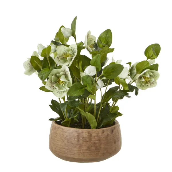 Green Hellebore Plant In Taupe Pot