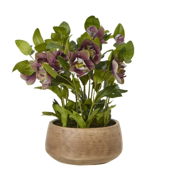 Deep Plum Hellebore Plant In Taupe Pot
