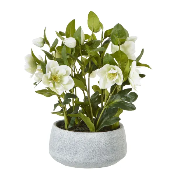 White Hellebore Plant In Grey Pot