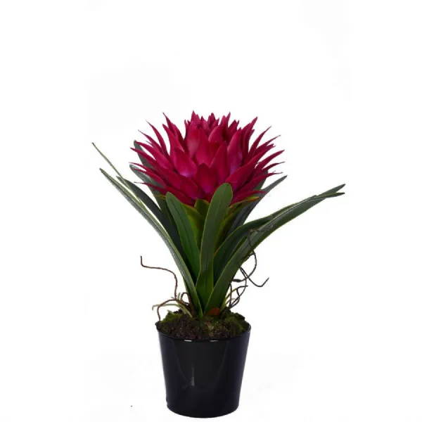 Ceramic Black Pot With Tropical Pink Plant