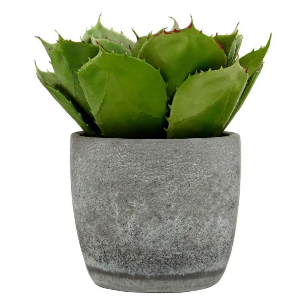 Large Succulent with Grey Cement Pot