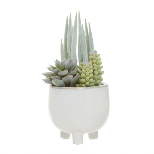 Mixed Succulents In A Small White Round Pot