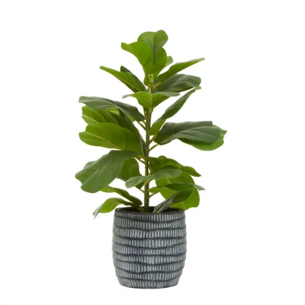 Black And White Cement Pot With Small Ficus Benjamina