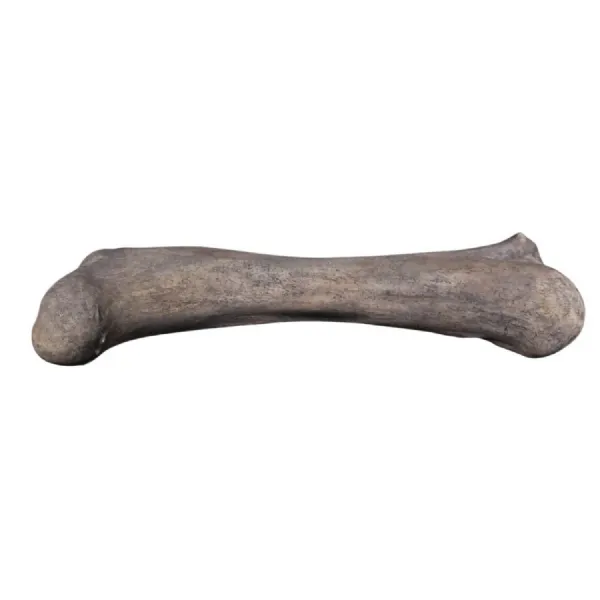 Apatosaurus Femur Fossil 173cm