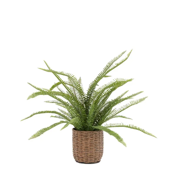 Green Fern Plant Large