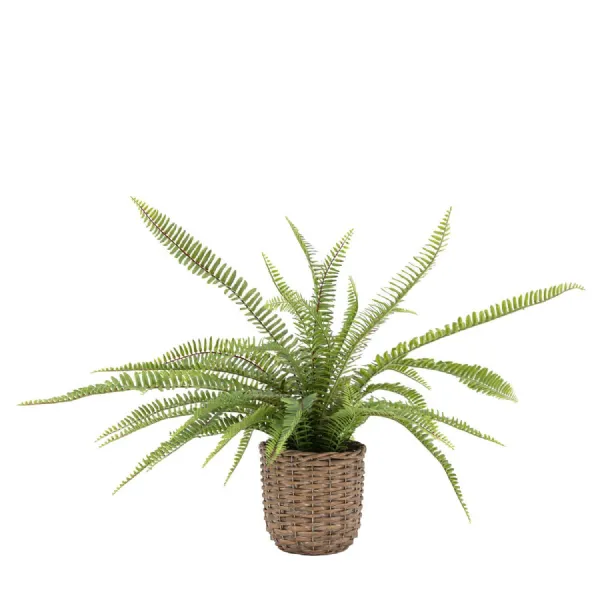 Potted Fern Plant 810mm