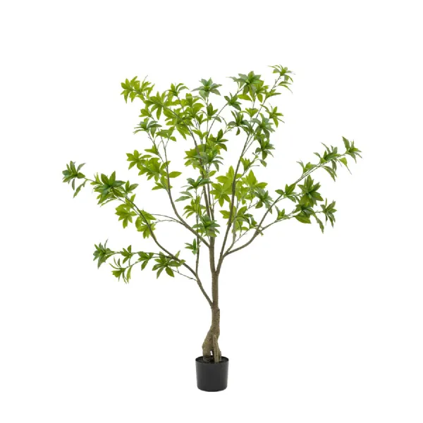 Pierisjaponica 5ft Tree