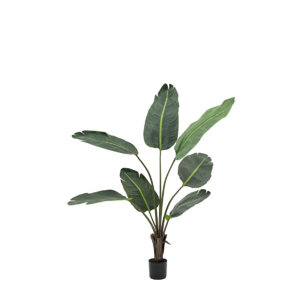 4 Foot Green Travellers Palm Tree 4ft