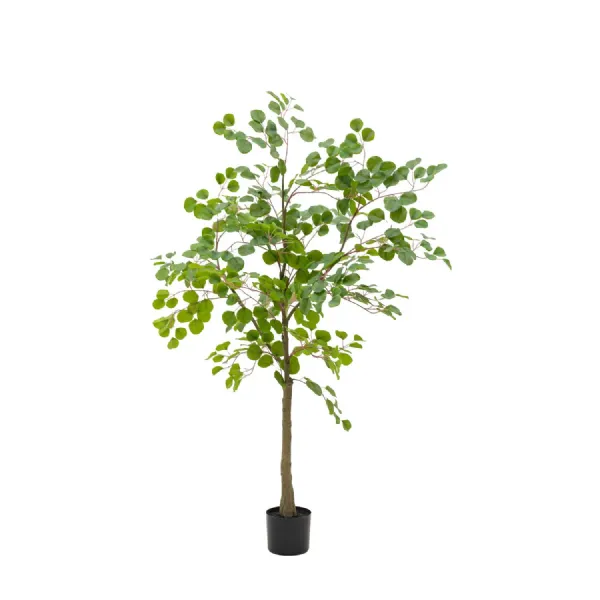 Eucalyptus Tree
