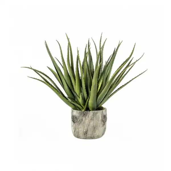 Aloe With Bark Effect Pot