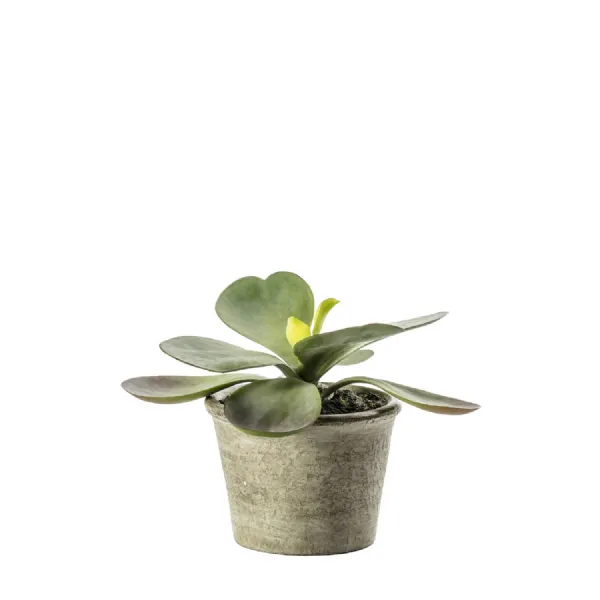 Kalanchoe Pale Green 110x110x150mm