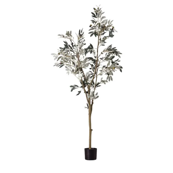 Olive Tree Large 600x600x1820mm
