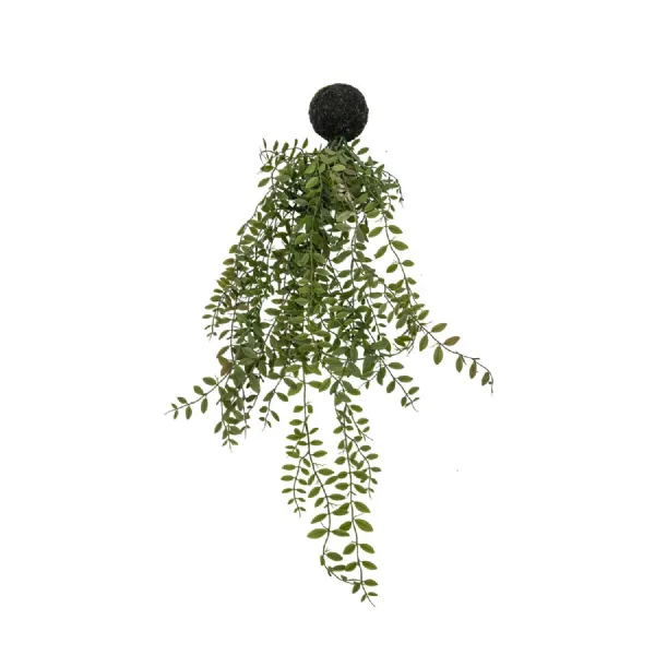 Trailing Wood Fern in Soil Green L610mm