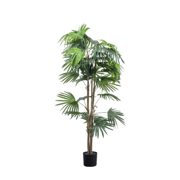 Chinese Fan Palm H1680mm