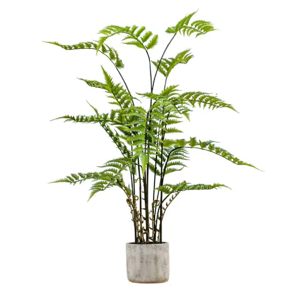 Potted Fern in Cement Pot H1060mm