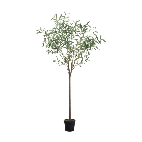 Olive Tree Small Green H1720mm