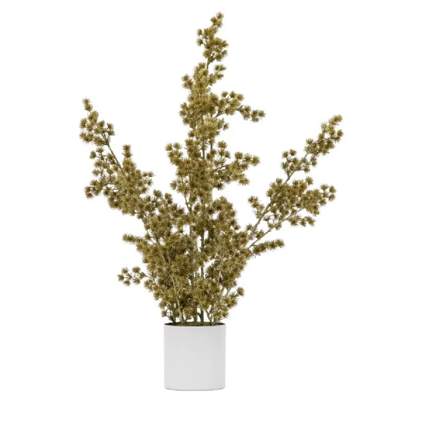Potted Cedar Pine Gold H770mm