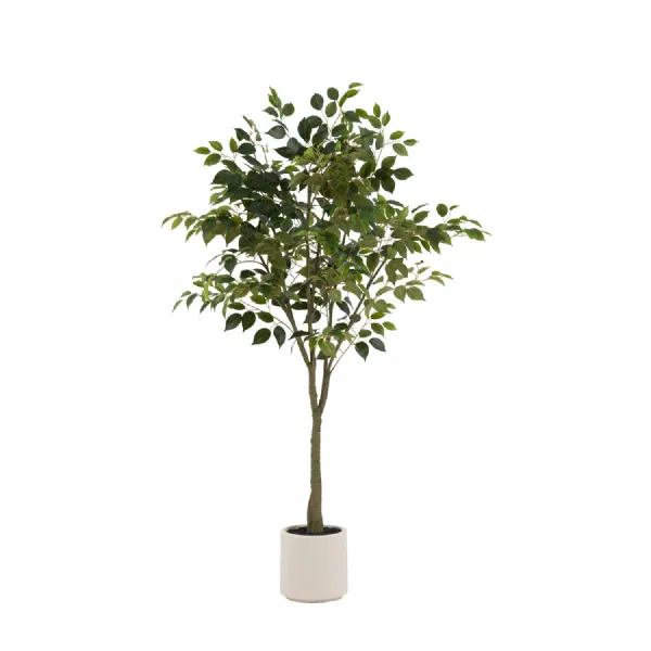 Ficus Tree