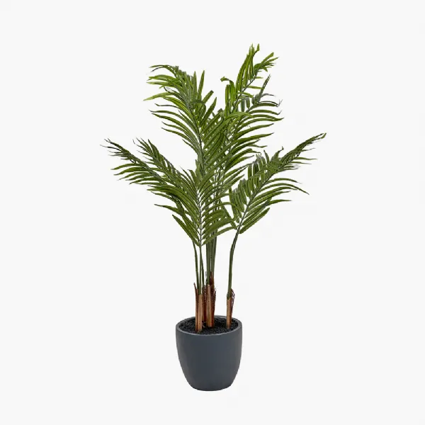 Areca Palm Plant in Pot