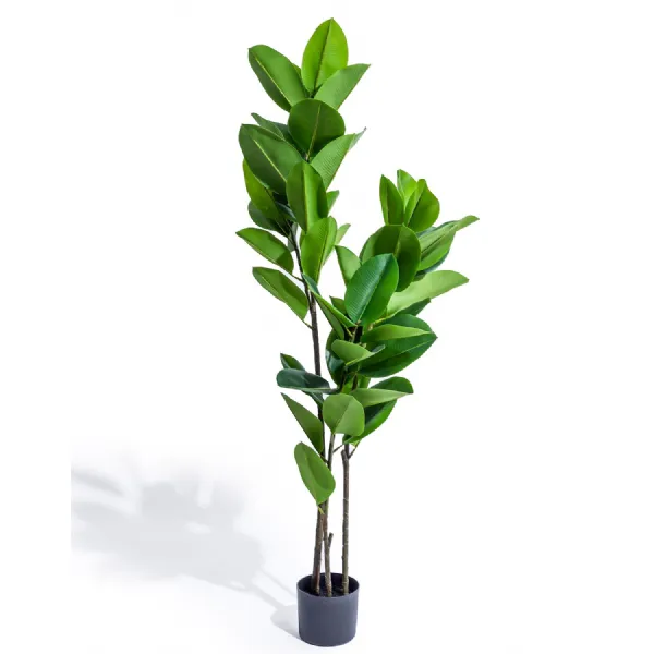 Tall Potted Rubber Plant