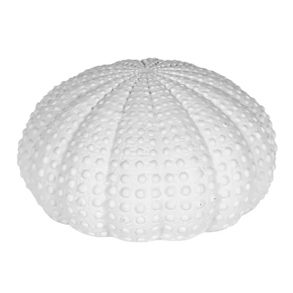 Medium White Urchin Decoration