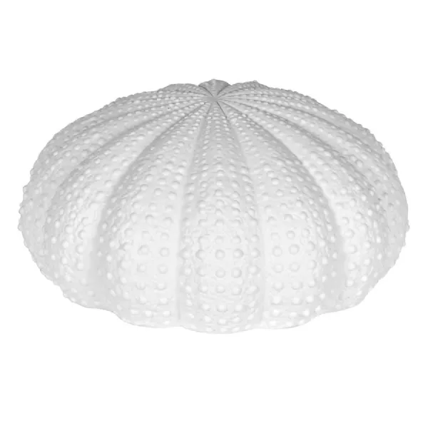 Large White Urchin Decoration