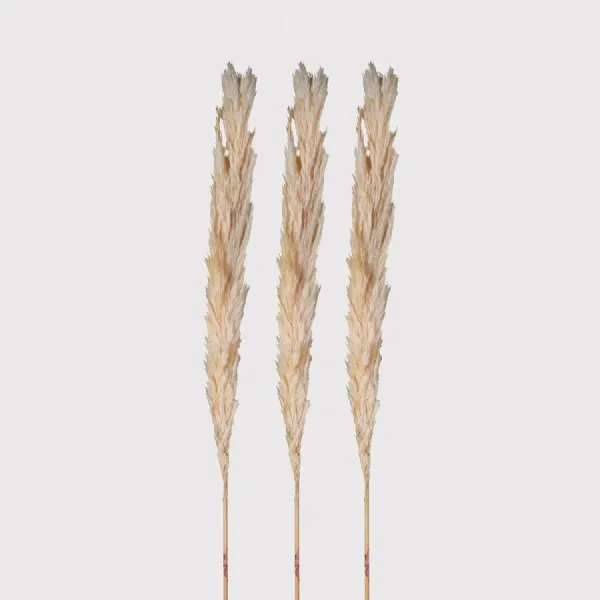 Set of 3 Real Cream Pampas