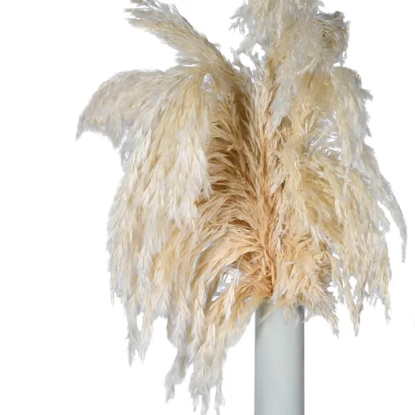Pack of 3 Cream Real Dried Pampas