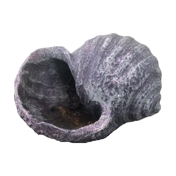 Conch Shell