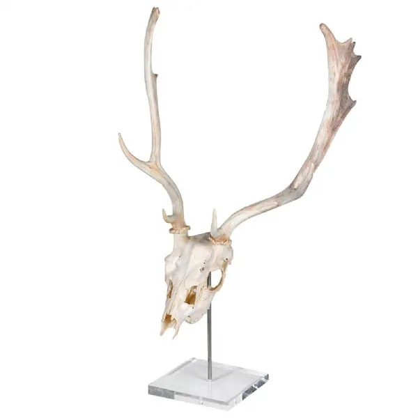 Deer Skull On Stand