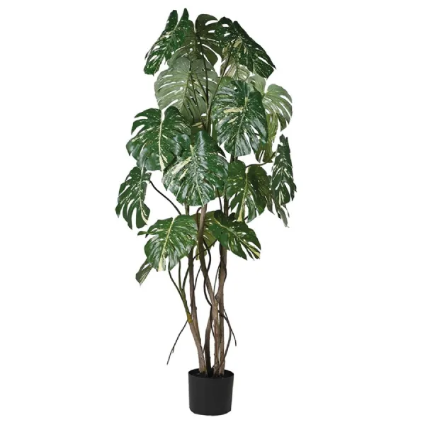 Tall Variegated Multi stem Monstera in Black Plastic Pot